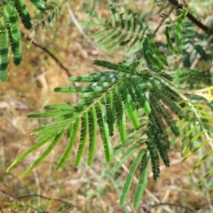 Acacia mearnsii (Black Wattle) at Kuringa Woodlands - 25 Oct 2023 by trevorpreston