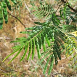 Acacia mearnsii at Fraser, ACT - 25 Oct 2023