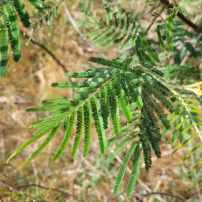 Acacia mearnsii (Black Wattle) at Kuringa Woodlands - 25 Oct 2023 by trevorpreston