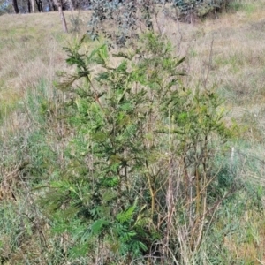 Acacia mearnsii at Fraser, ACT - 25 Oct 2023