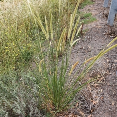 Cenchrus macrourus (African Feather Grass) at Stromlo, ACT - 25 Oct 2023 by Steve818