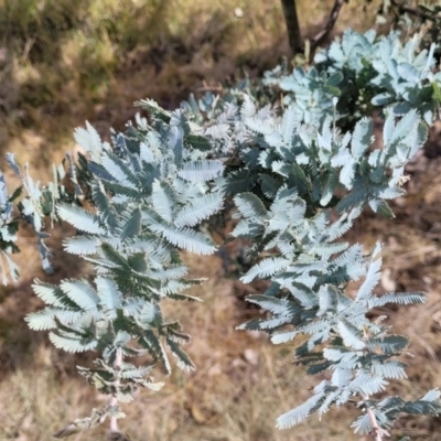 Acacia baileyana (Cootamundra Wattle, Golden Mimosa) at Kuringa Woodlands - 25 Oct 2023 by trevorpreston