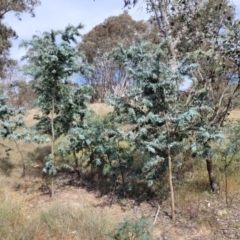 Acacia baileyana at Fraser, ACT - 25 Oct 2023