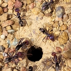 Iridomyrmex purpureus (Meat Ant) at Kuringa Woodlands - 25 Oct 2023 by trevorpreston