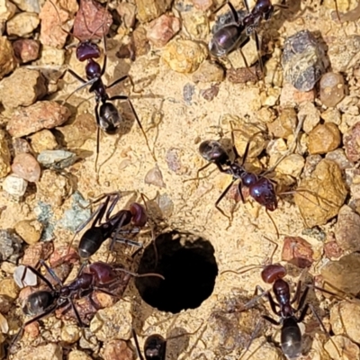 Iridomyrmex purpureus (Meat Ant) at Fraser, ACT - 25 Oct 2023 by trevorpreston