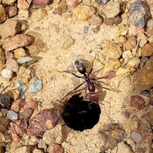 Iridomyrmex purpureus at Fraser, ACT - 25 Oct 2023 03:47 PM