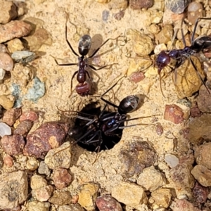 Iridomyrmex purpureus at Fraser, ACT - 25 Oct 2023