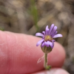 Vittadinia muelleri at Fraser, ACT - 25 Oct 2023