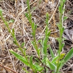 Vittadinia muelleri at Fraser, ACT - 25 Oct 2023