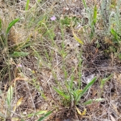 Vittadinia muelleri at Fraser, ACT - 25 Oct 2023 03:47 PM