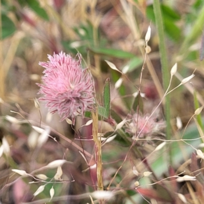 Trifolium arvense (Haresfoot Clover) at Kuringa Woodlands - 25 Oct 2023 by trevorpreston