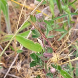 Trifolium arvense at Fraser, ACT - 25 Oct 2023
