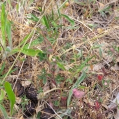 Trifolium arvense at Fraser, ACT - 25 Oct 2023