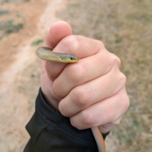 Delma inornata at Lyneham, ACT - 25 Oct 2023 04:40 PM