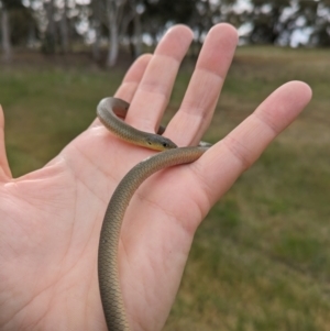 Delma inornata at Lyneham, ACT - 25 Oct 2023 04:40 PM