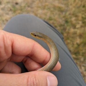 Delma inornata at Lyneham, ACT - 25 Oct 2023 04:40 PM