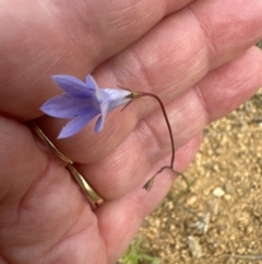 Wahlenbergia capillaris (Tufted Bluebell) at Yarralumla, ACT - 25 Oct 2023 by lbradley