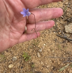 Wahlenbergia capillaris at Belconnen, ACT - 25 Oct 2023