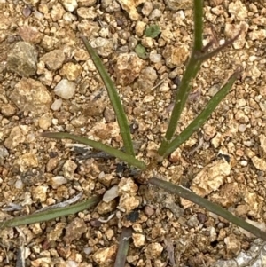 Wahlenbergia capillaris at Belconnen, ACT - 25 Oct 2023