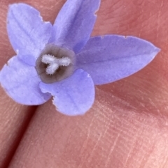 Wahlenbergia capillaris at Yarralumla, ACT - 25 Oct 2023