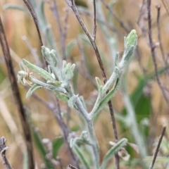 Vittadinia gracilis (New Holland Daisy) at Kuringa Woodlands - 25 Oct 2023 by trevorpreston