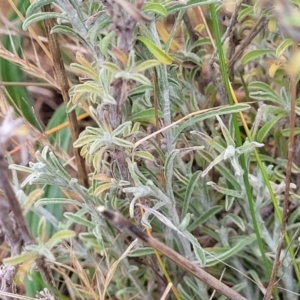 Vittadinia gracilis at Fraser, ACT - 25 Oct 2023