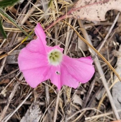 Convolvulus angustissimus subsp. angustissimus (Australian Bindweed) at Fraser, ACT - 25 Oct 2023 by trevorpreston
