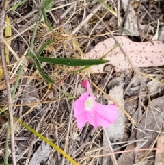 Convolvulus angustissimus subsp. angustissimus at Fraser, ACT - 25 Oct 2023