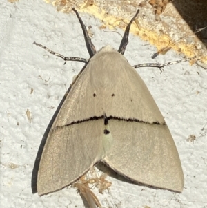 Gastrophora henricaria at Mitchell, ACT - 25 Oct 2023