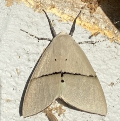 Gastrophora henricaria at Mitchell, ACT - 25 Oct 2023