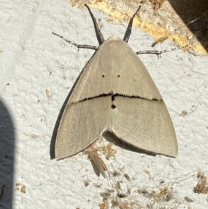 Gastrophora henricaria at Mitchell, ACT - 25 Oct 2023