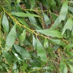 Acacia melanoxylon (Blackwood) at Kuringa Woodlands - 25 Oct 2023 by trevorpreston