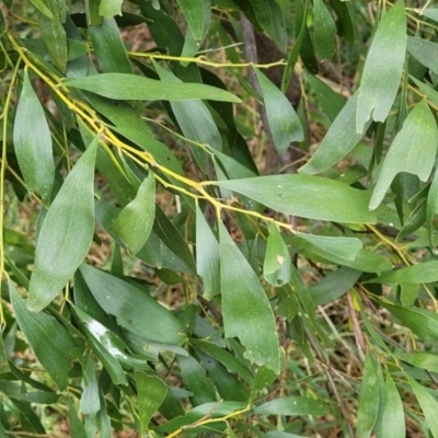 Acacia melanoxylon (Blackwood) at Kuringa Woodlands - 25 Oct 2023 by trevorpreston
