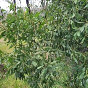 Acacia melanoxylon at Fraser, ACT - 25 Oct 2023