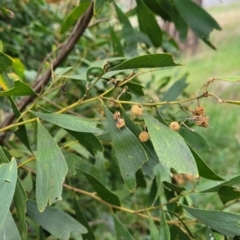 Acacia melanoxylon at Fraser, ACT - 25 Oct 2023 03:42 PM