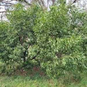 Acacia melanoxylon at Fraser, ACT - 25 Oct 2023