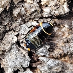 Ellipsidion australe (Austral Ellipsidion cockroach) at Kuringa Woodlands - 25 Oct 2023 by trevorpreston