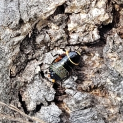 Ellipsidion australe at Fraser, ACT - 25 Oct 2023 03:41 PM