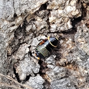 Ellipsidion australe at Fraser, ACT - 25 Oct 2023