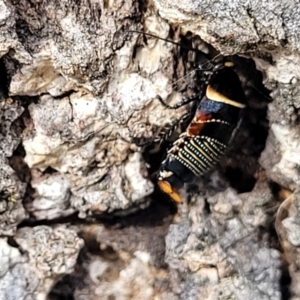 Ellipsidion australe at Fraser, ACT - 25 Oct 2023