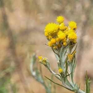 Chrysocephalum semipapposum at Fraser, ACT - 25 Oct 2023