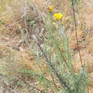 Chrysocephalum semipapposum at Fraser, ACT - 25 Oct 2023 03:40 PM