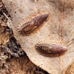 Laxta friedmani (Friedman's trilobite cockroach) at Fraser, ACT - 25 Oct 2023 by trevorpreston