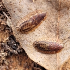 Laxta friedmani (Friedman's trilobite cockroach) at Kuringa Woodlands - 25 Oct 2023 by trevorpreston