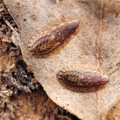 Laxta friedmani (Friedman's trilobite cockroach) at Kuringa Woodlands - 25 Oct 2023 by trevorpreston