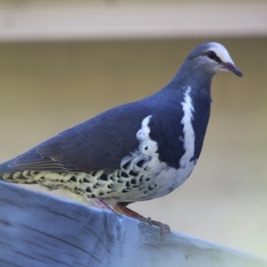 Leucosarcia melanoleuca at Mittagong, NSW - 25 Oct 2023