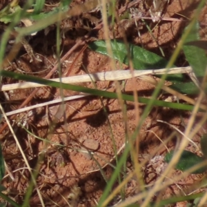 Grona varians at Bobundara, NSW - 7 Mar 2021 11:18 AM