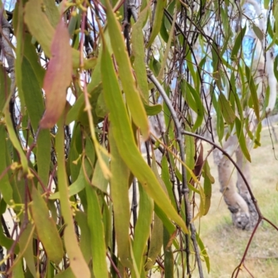 Amyema miquelii (Box Mistletoe) at Kuringa Woodlands - 25 Oct 2023 by trevorpreston