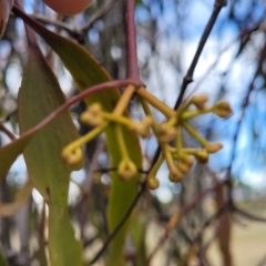 Amyema miquelii at Fraser, ACT - 25 Oct 2023