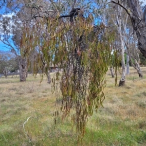 Amyema miquelii at Fraser, ACT - 25 Oct 2023 03:36 PM